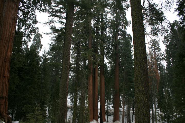 20-Sequoia 0008.JPG